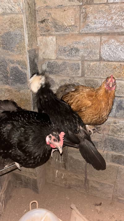 Golden buff black buff and polish hen