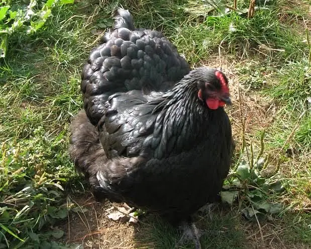 Golden buff black buff and polish hen — photo 2