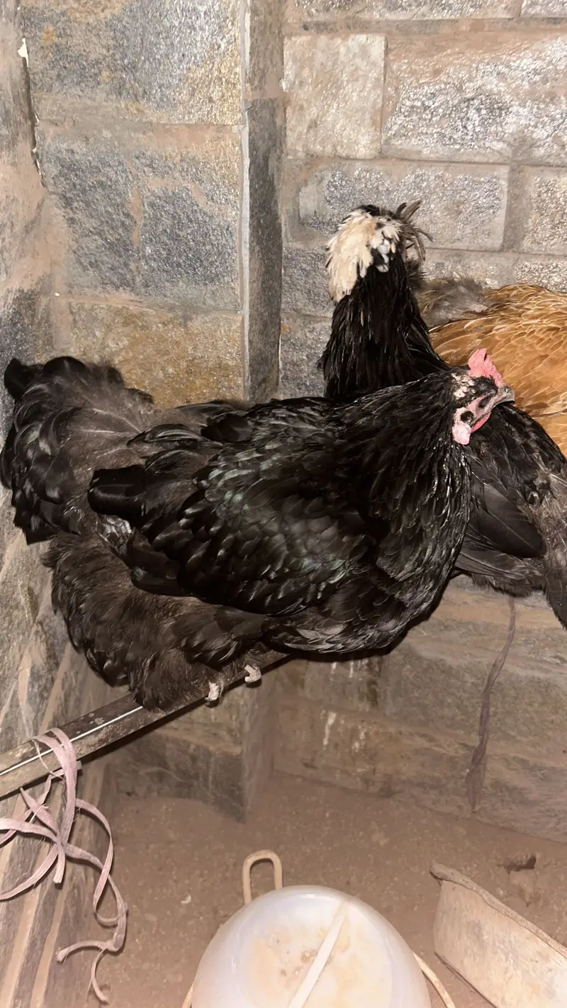 Golden buff black buff and polish hen — photo 3