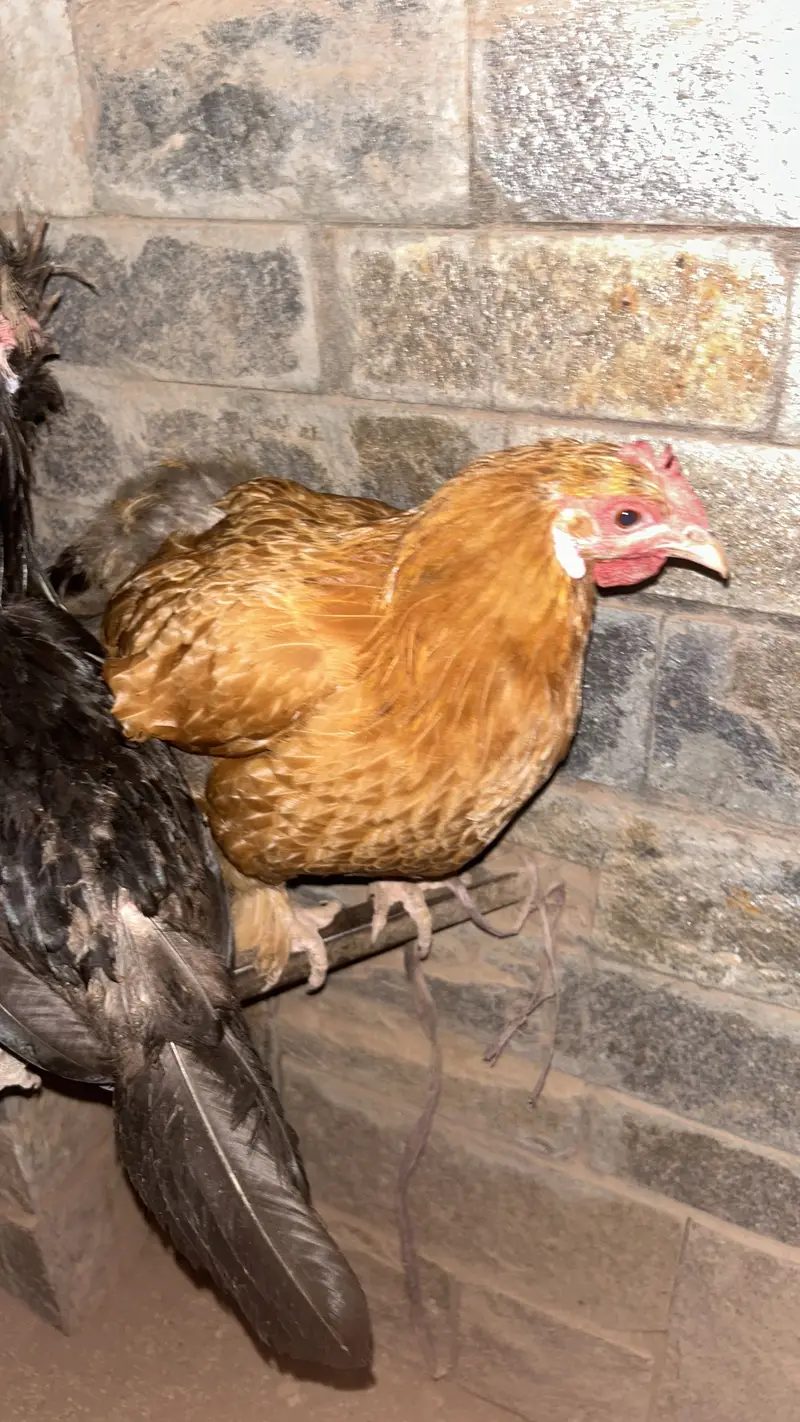 Golden buff black buff and polish hen — photo 4