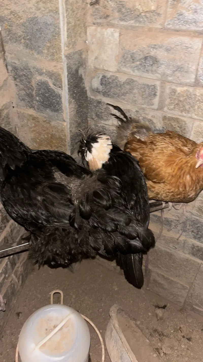 Golden buff black buff and polish hen — photo 5