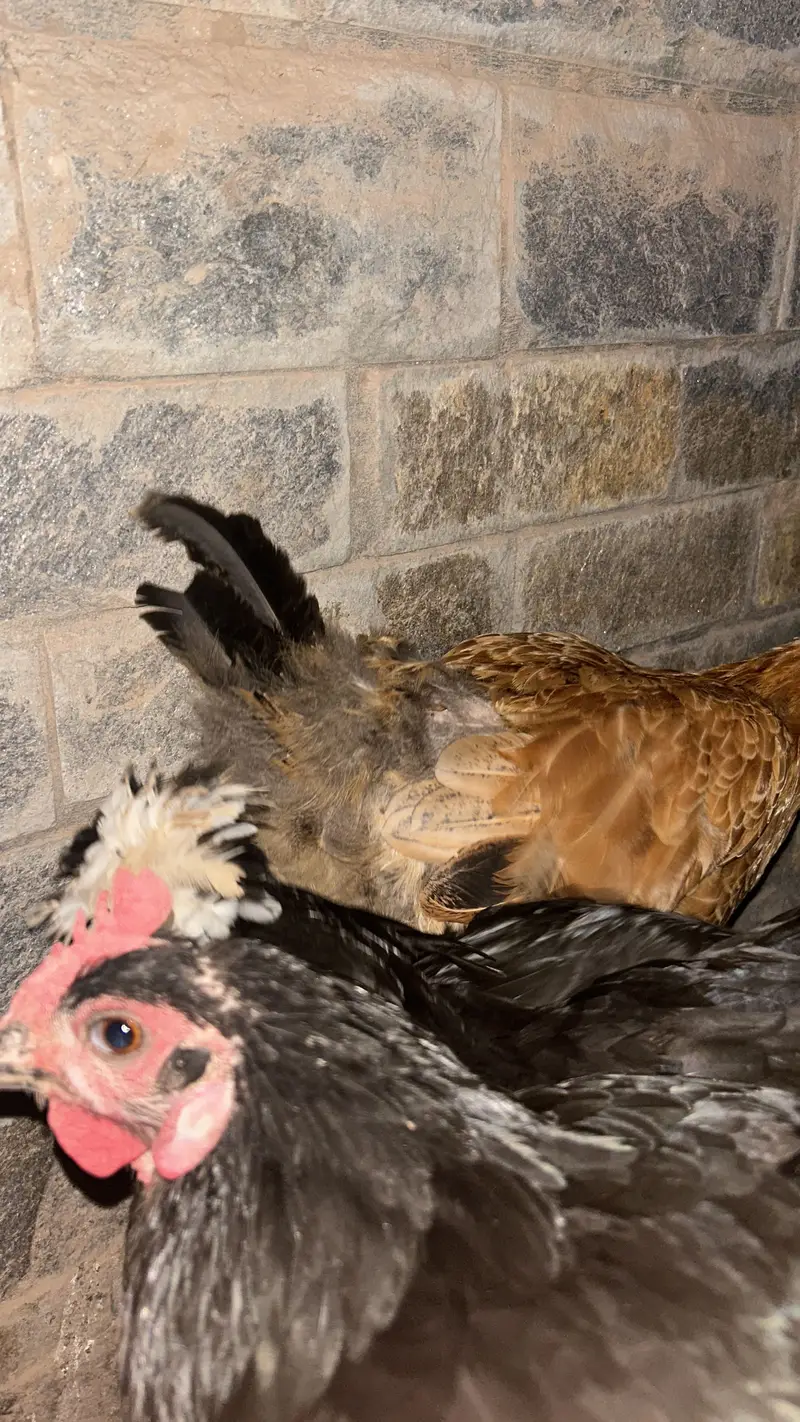 Golden buff black buff and polish hen — photo 7