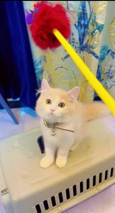 happy cat white cat for urgent sale delivery all Pakistan