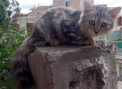 Persian Female kitten