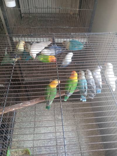 love birds for sale haldi and active