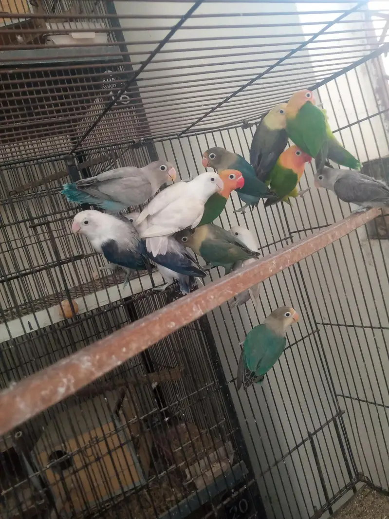love birds for sale haldi and active — photo 2