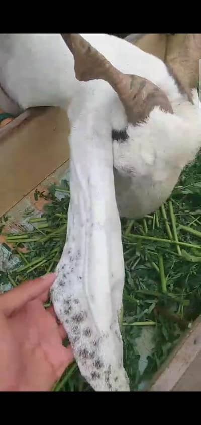 2 Bakri Fresh 4 dant path 2.5 month gaban