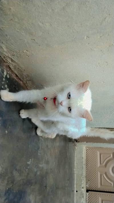 cute cat for sale