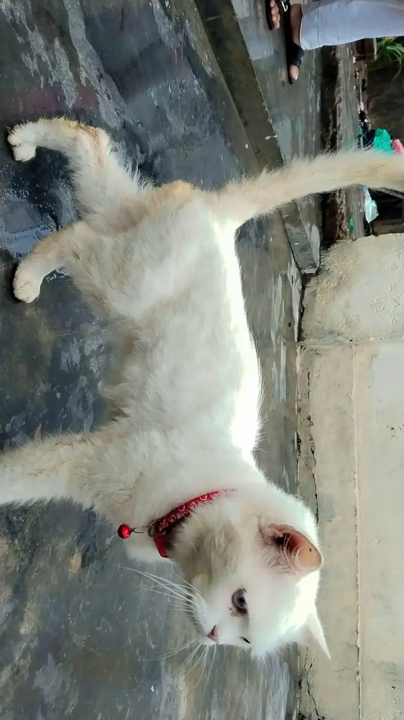 cute cat for sale — photo 2
