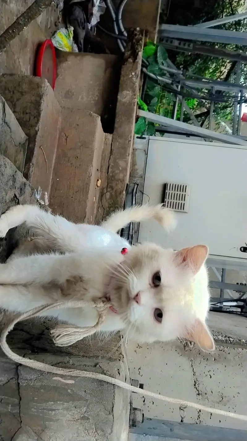 cute cat for sale — photo 3