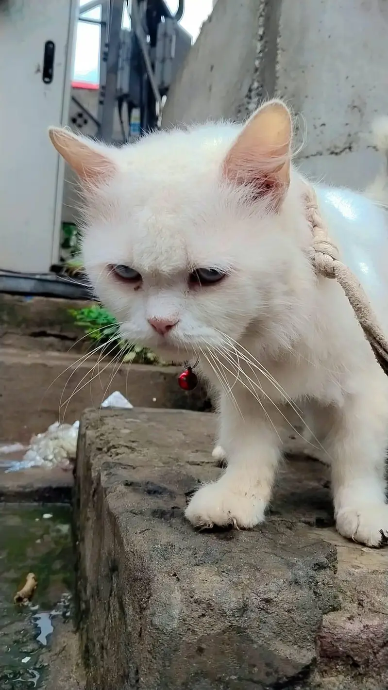 cute cat for sale — photo 4