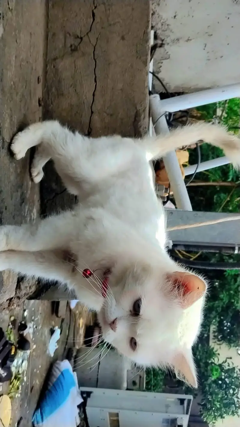 cute cat for sale — photo 5