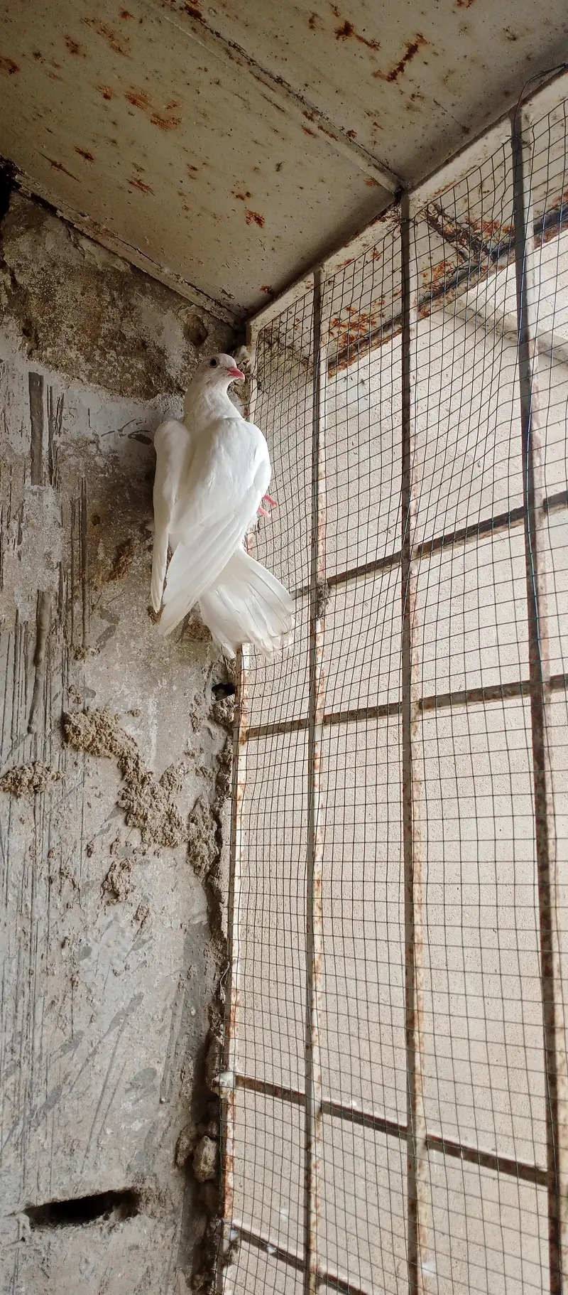 pegion — photo 3
