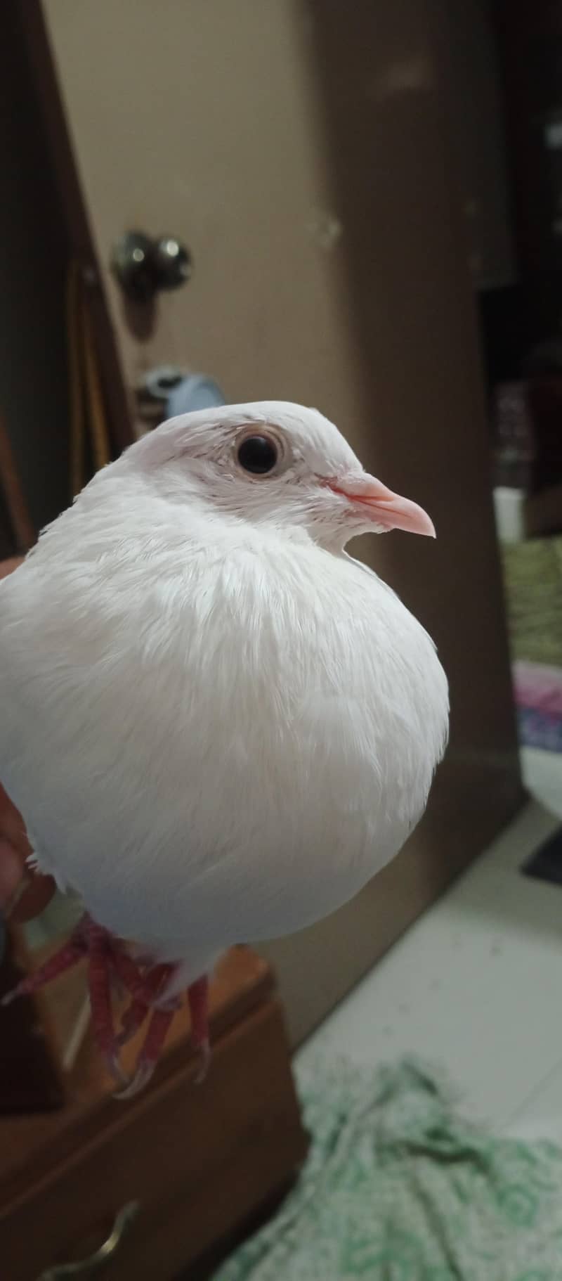 pegion 3