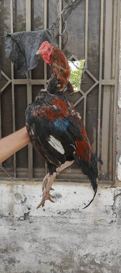 Aseel birds