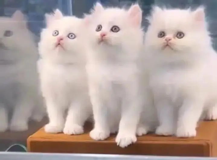 (Persian female kitten) (for sale all) (Pakistan delivery available) — photo 2