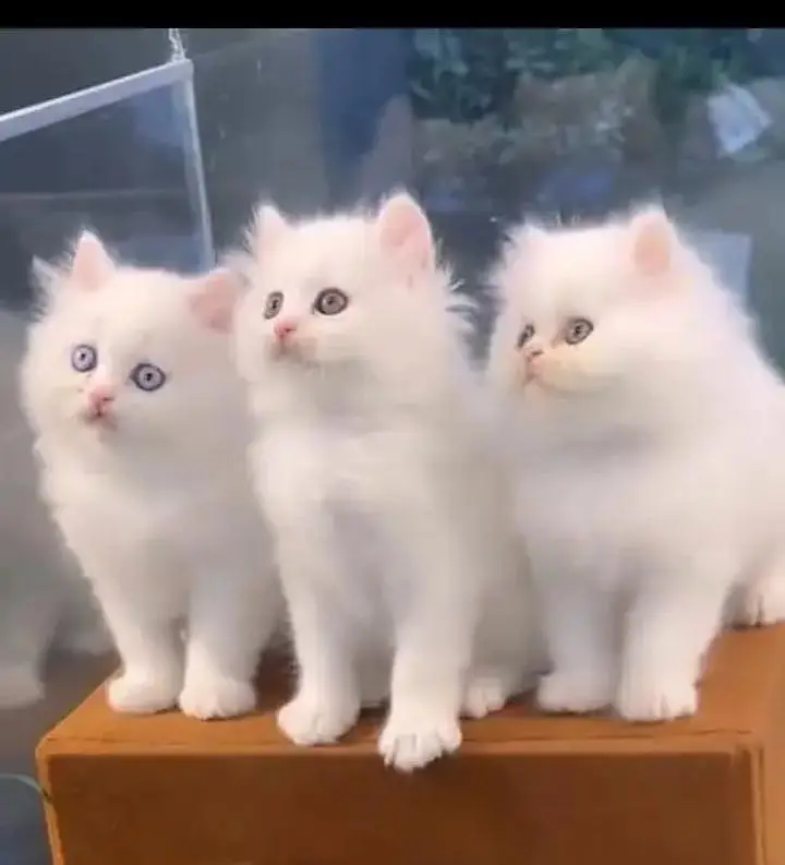 (Persian female kitten) (for sale all) (Pakistan delivery available) — photo 3