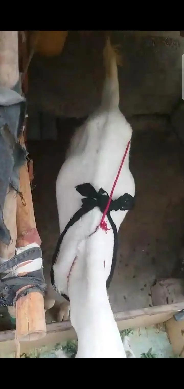 Fresh 4 dant path 2.5 month gaban bakri first timer — photo 5