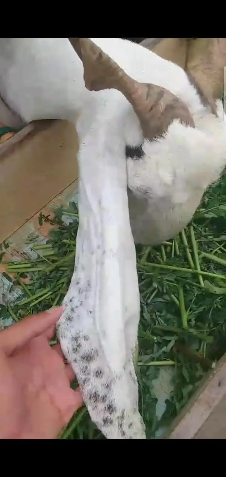 Fresh 4 dant path 2.5 month gaban bakri first timer — photo 6