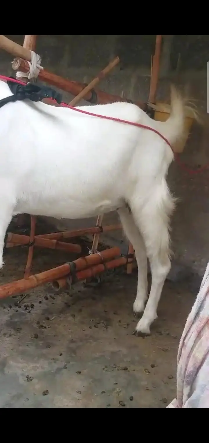 Fresh 4 dant path 2.5 month gaban bakri first timer — photo 7