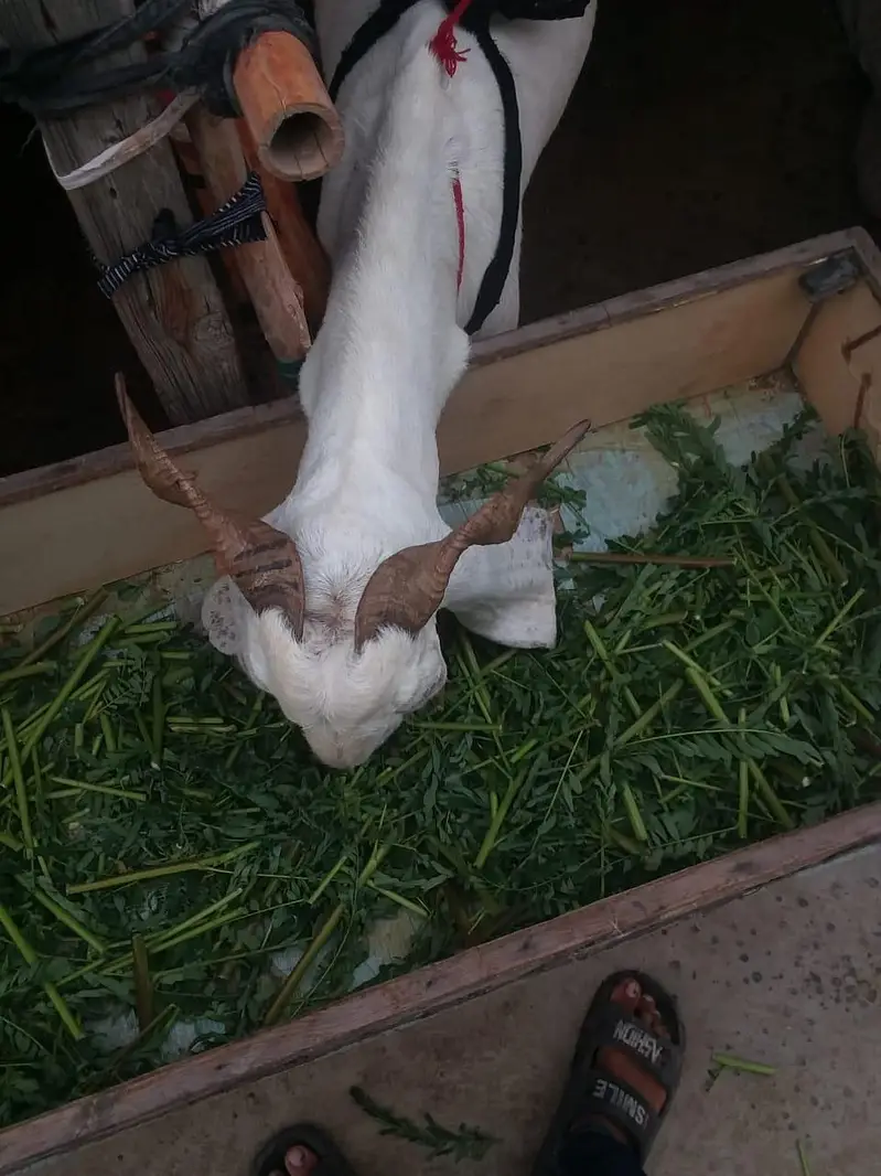 Fresh 4 dant path 2.5 month gaban bakri first timer — photo 8
