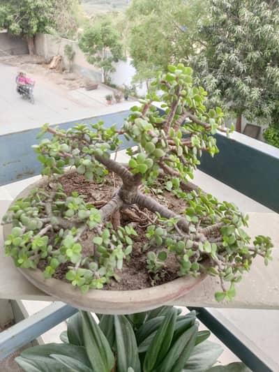 jade plant bonsai