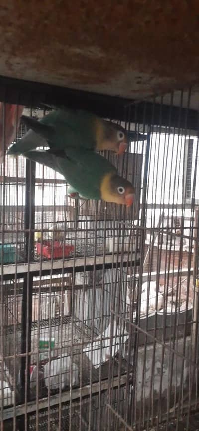 breader pair