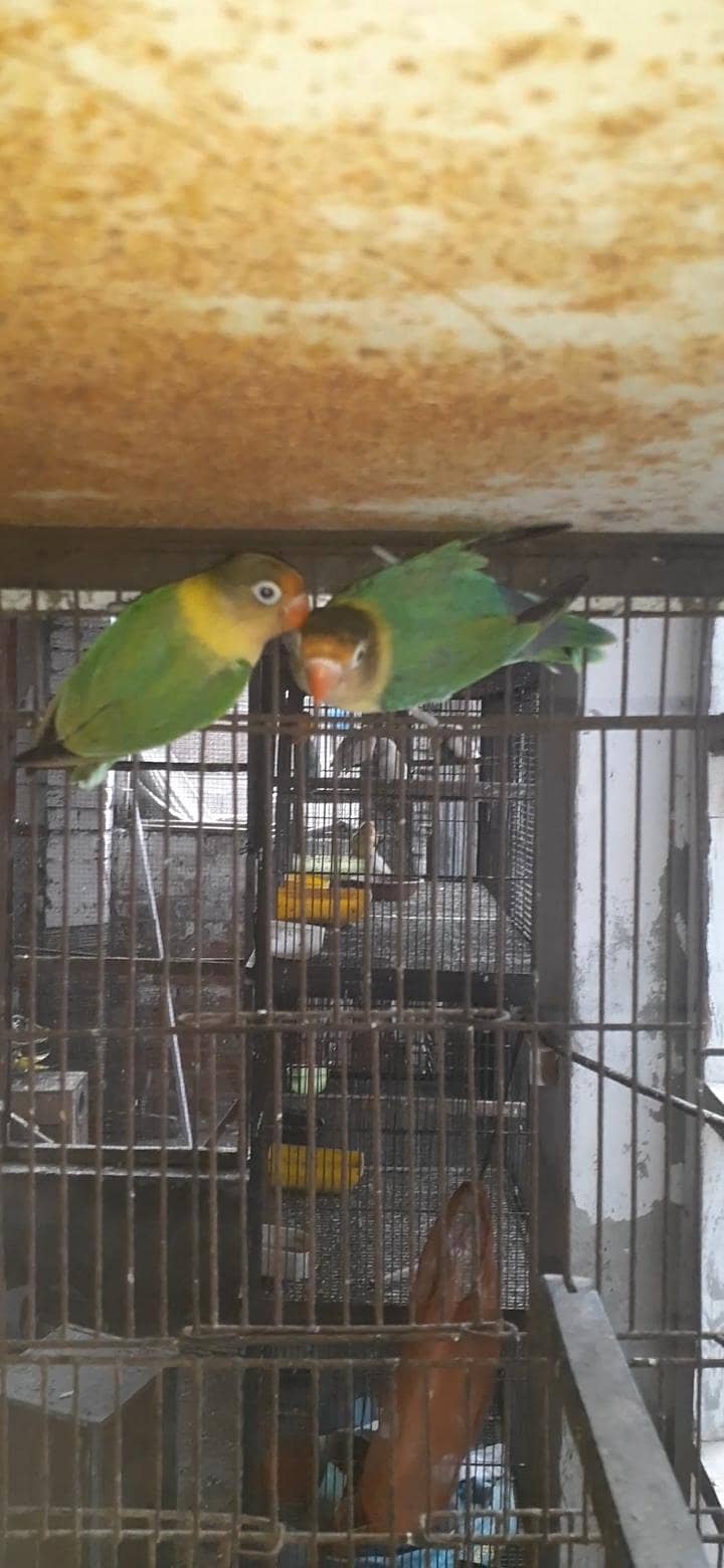 breader pair 1