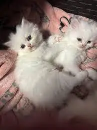 Super Playful and Healthy Kittens for Loving Homes" — photo 2