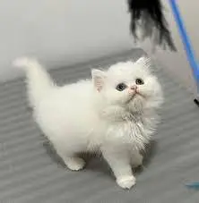 Super Playful and Healthy Kittens for Loving Homes" — photo 3