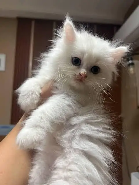 Super Playful and Healthy Kittens for Loving Homes" — photo 4