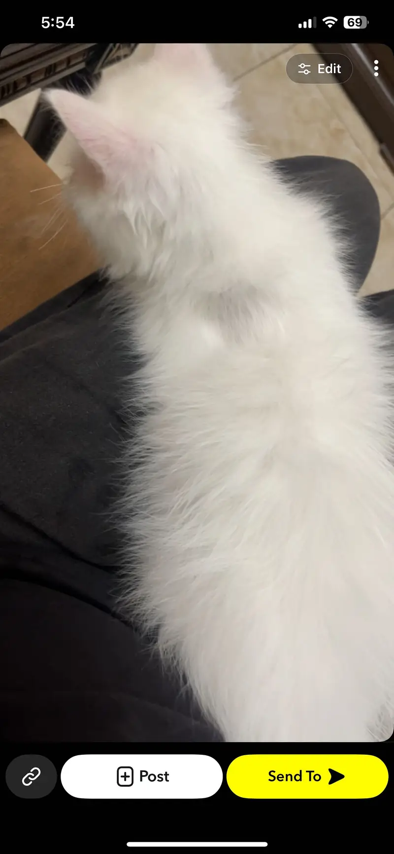 Persian Punch Face Male Kitten — photo 2