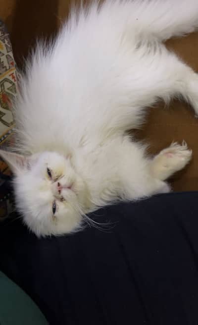 Persian Punch Face Male Kitten