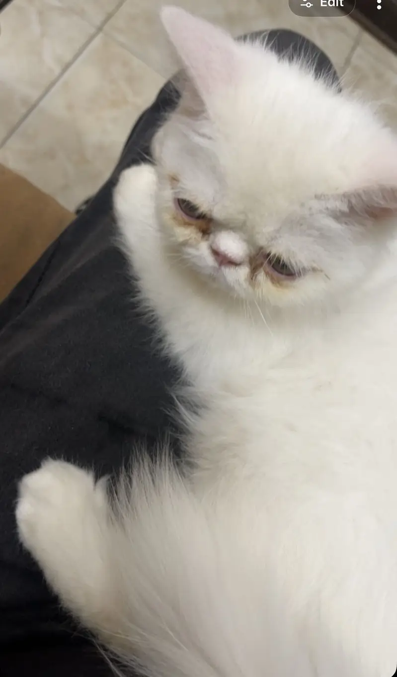 Persian Punch Face Male Kitten — photo 3
