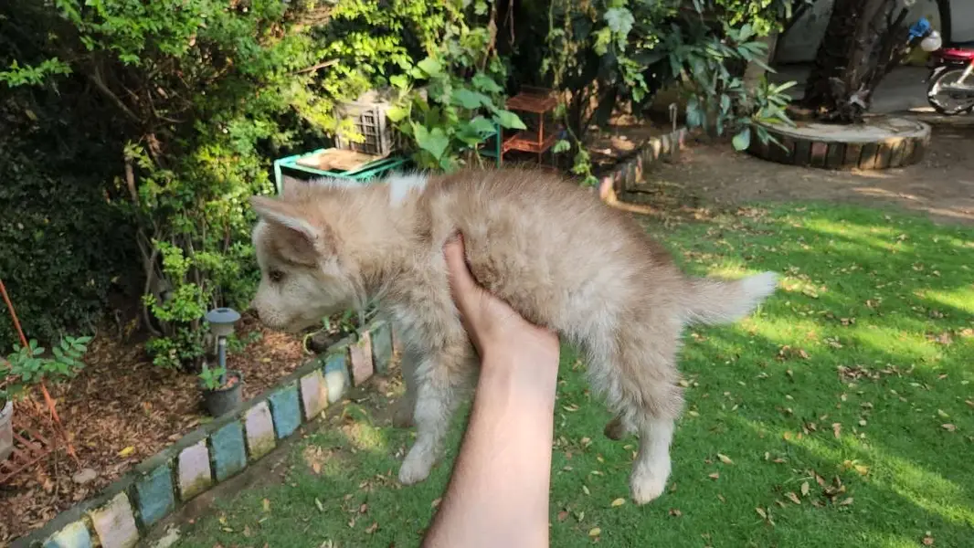 Siberian Husky female puppy — photo 2