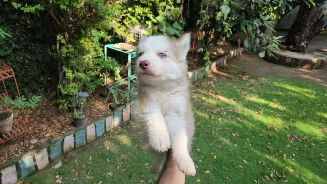 Siberian Husky female puppy — photo 4