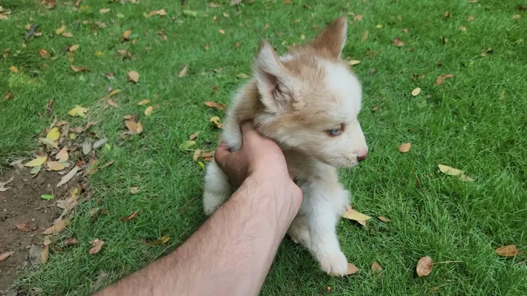 Siberian Husky female puppy — photo 6