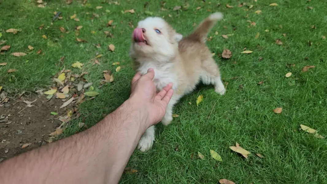 Siberian Husky female puppy — photo 7