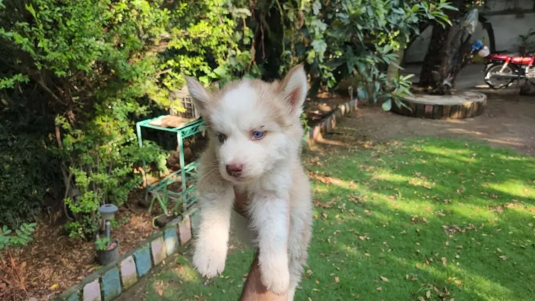 Siberian Husky female puppy — photo 8