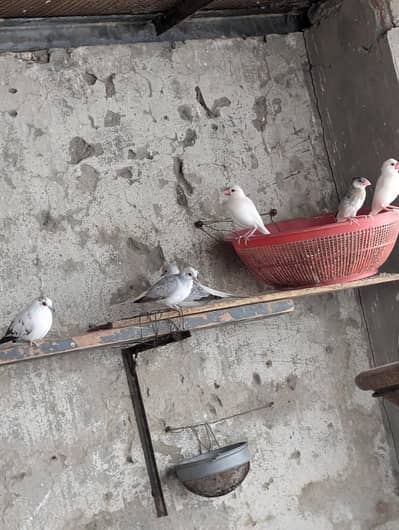 diamond dove and budgri teetar6