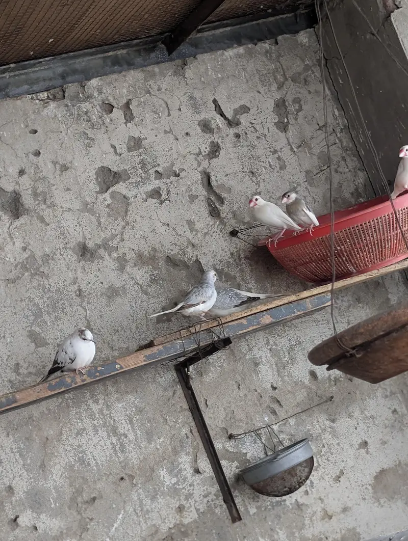 diamond dove and budgri teetar6 — photo 3
