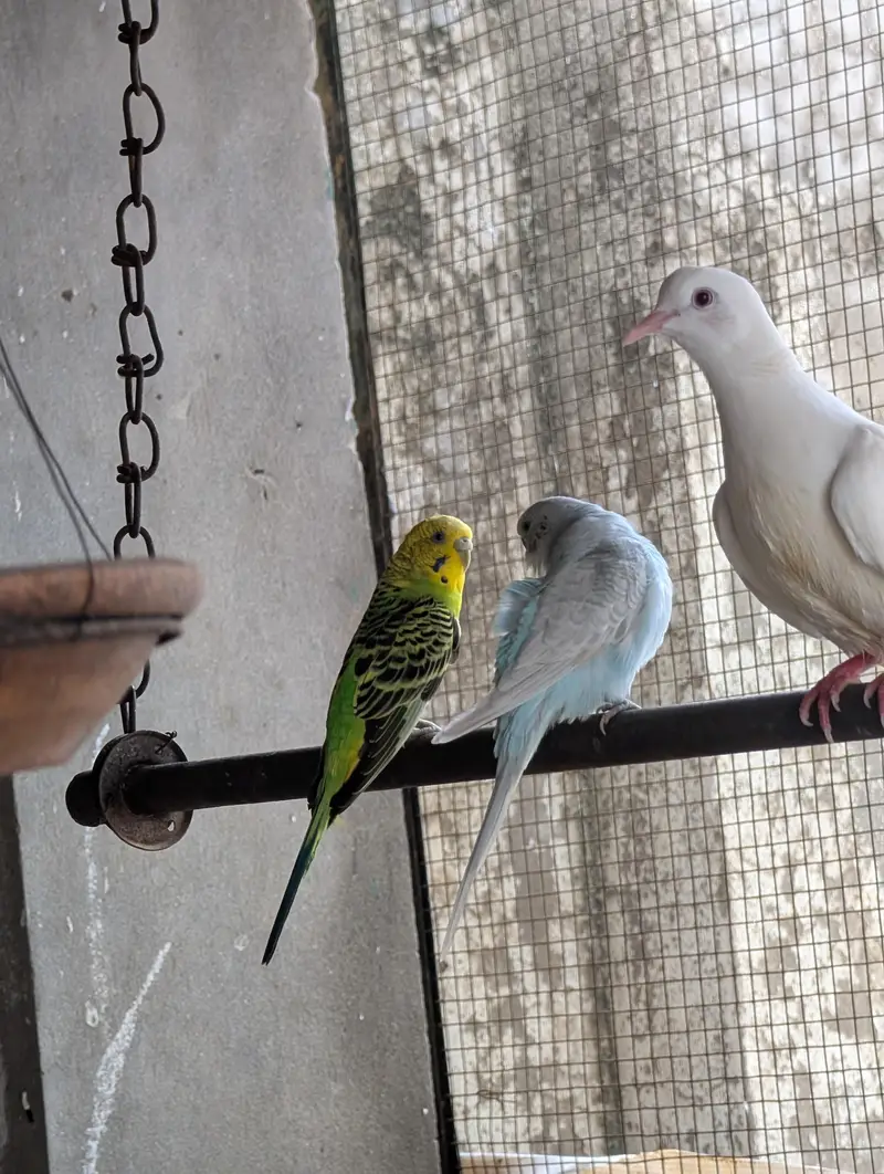 diamond dove and budgri teetar6 — photo 4