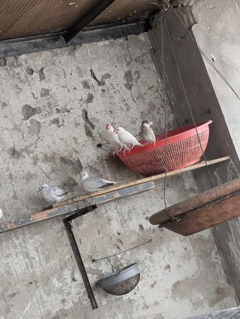 diamond dove and budgri teetar6 — photo 5