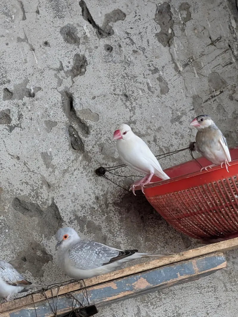 diamond dove and budgri teetar6 — photo 6