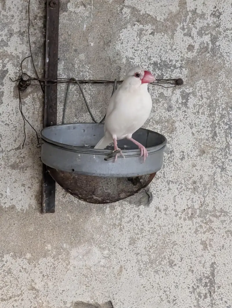 diamond dove and budgri teetar6 — photo 8
