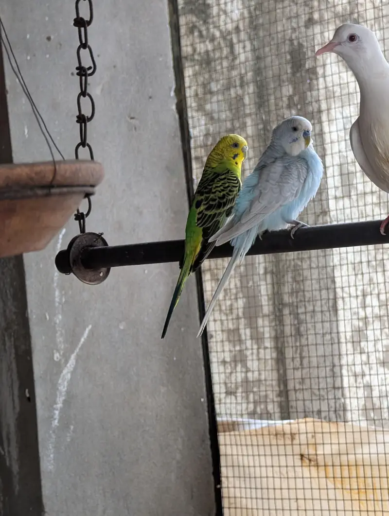 diamond dove and budgri teetar6 — photo 11
