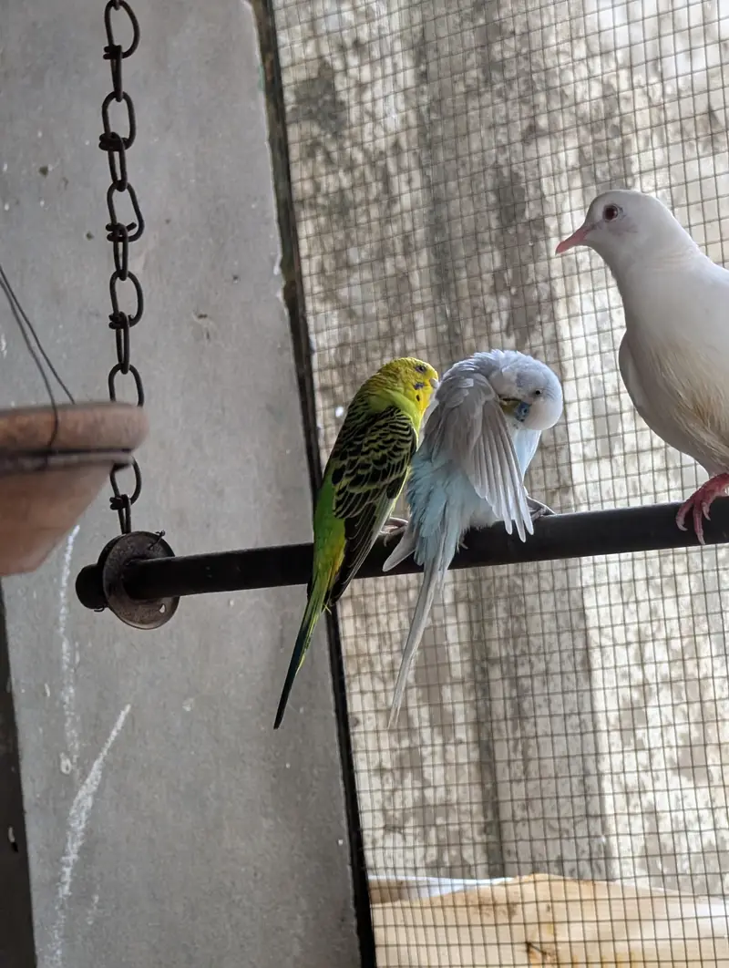 diamond dove and budgri teetar6 — photo 12