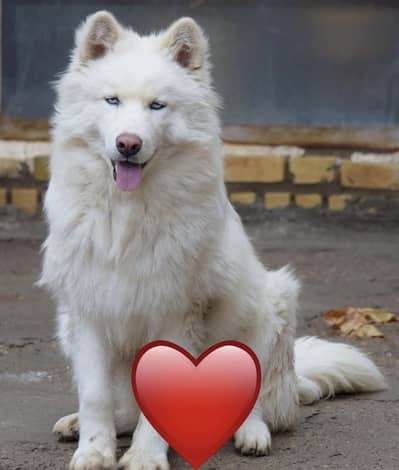 Siberian Husky Wooly coat