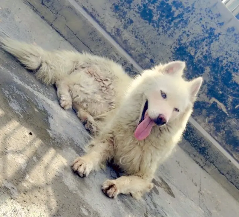 Siberian Husky Wooly coat — photo 2