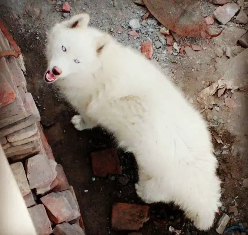Siberian Husky Wooly coat — photo 3